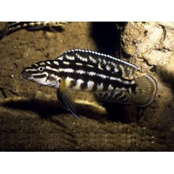 Julidochromis marlieri