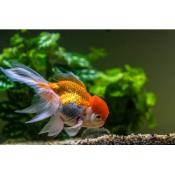 Оранда (CARASSIUS AURATUS) Оранда (CARASSIUS AURATUS)